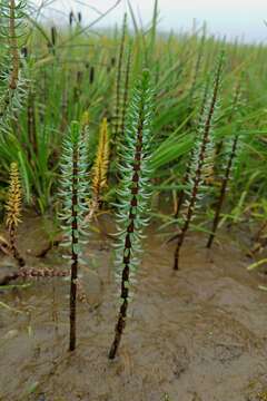 Image of Panarctic Mare's-Tail