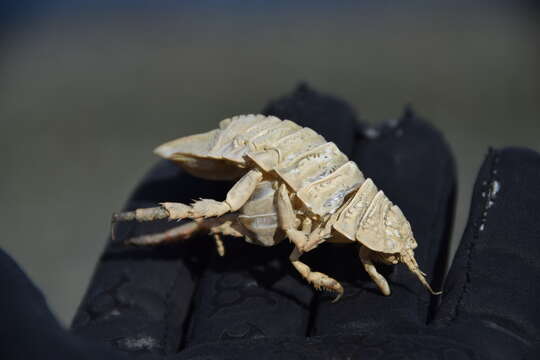 Image of Giant Antarctic isopod