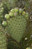 Opuntia strigil Engelm. resmi