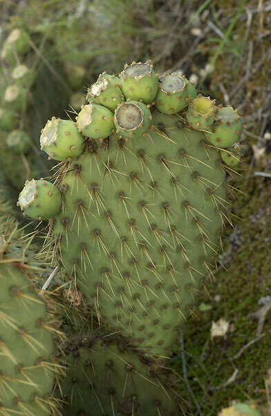 Opuntia strigil Engelm. resmi