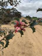 Image of Grevillea insignis subsp. insignis