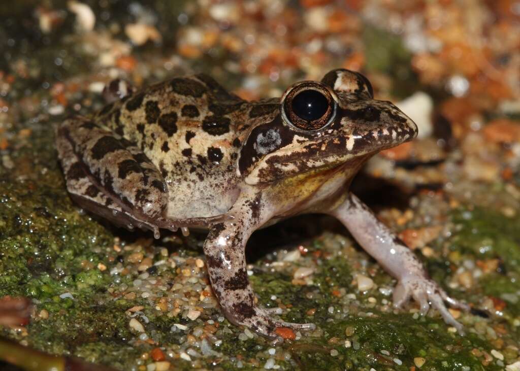 Image of Gray's Stream Frog