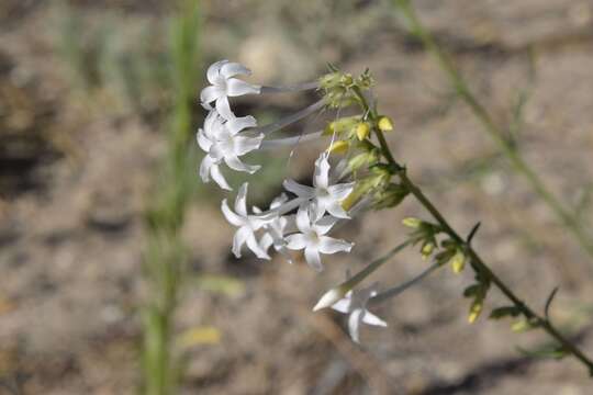 Image of scarlet gilia