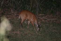 Image of South American Red Brocket