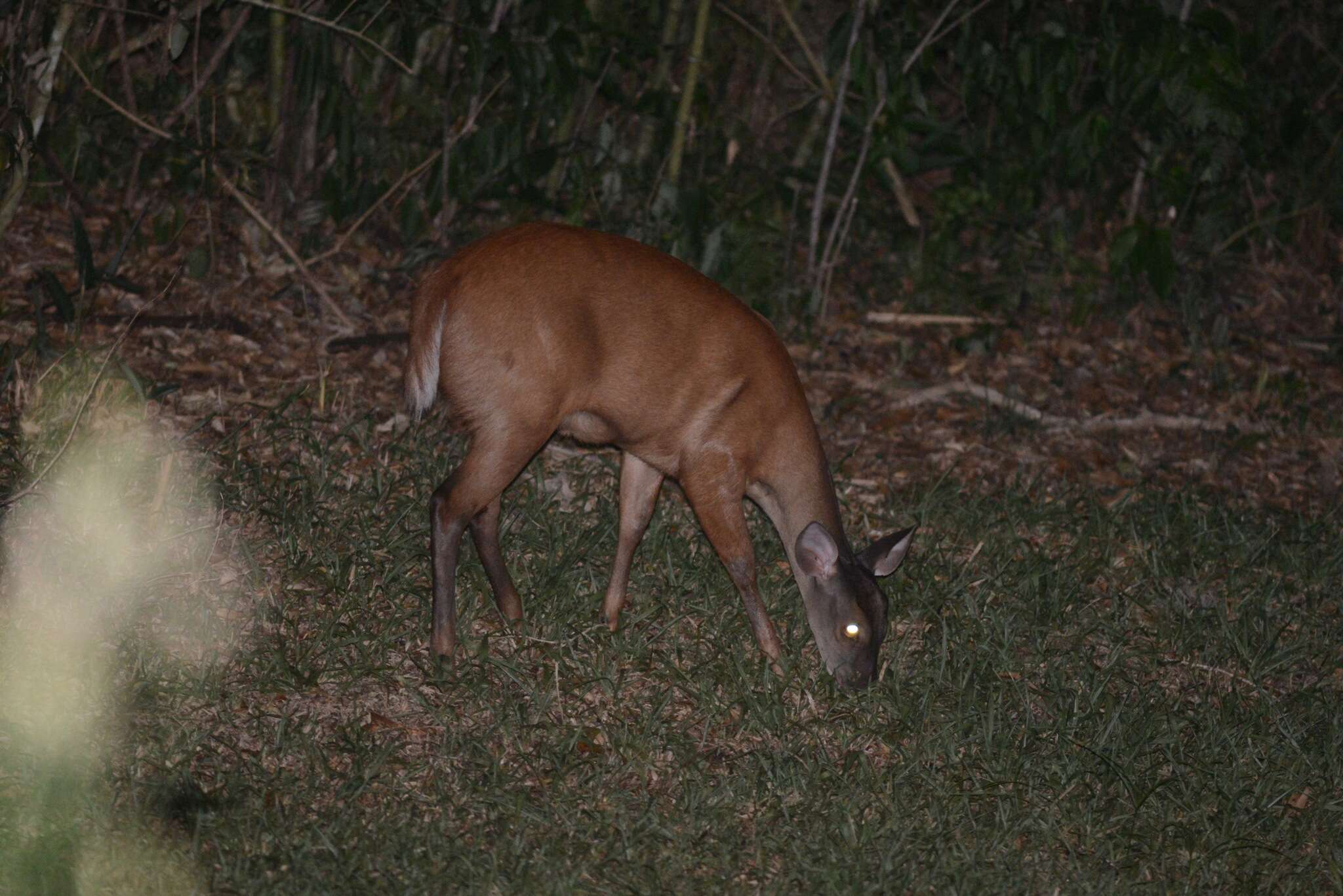 Image of South American Red Brocket