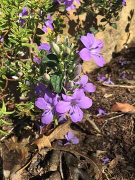 Imagem de Barleria obtusa Nees