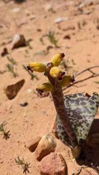 Imagem de Lachenalia karoopoortensis G. D. Duncan