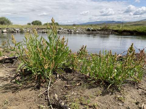 Image of willow dock