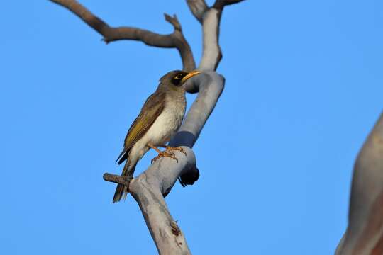 Image of Black-eared Miner