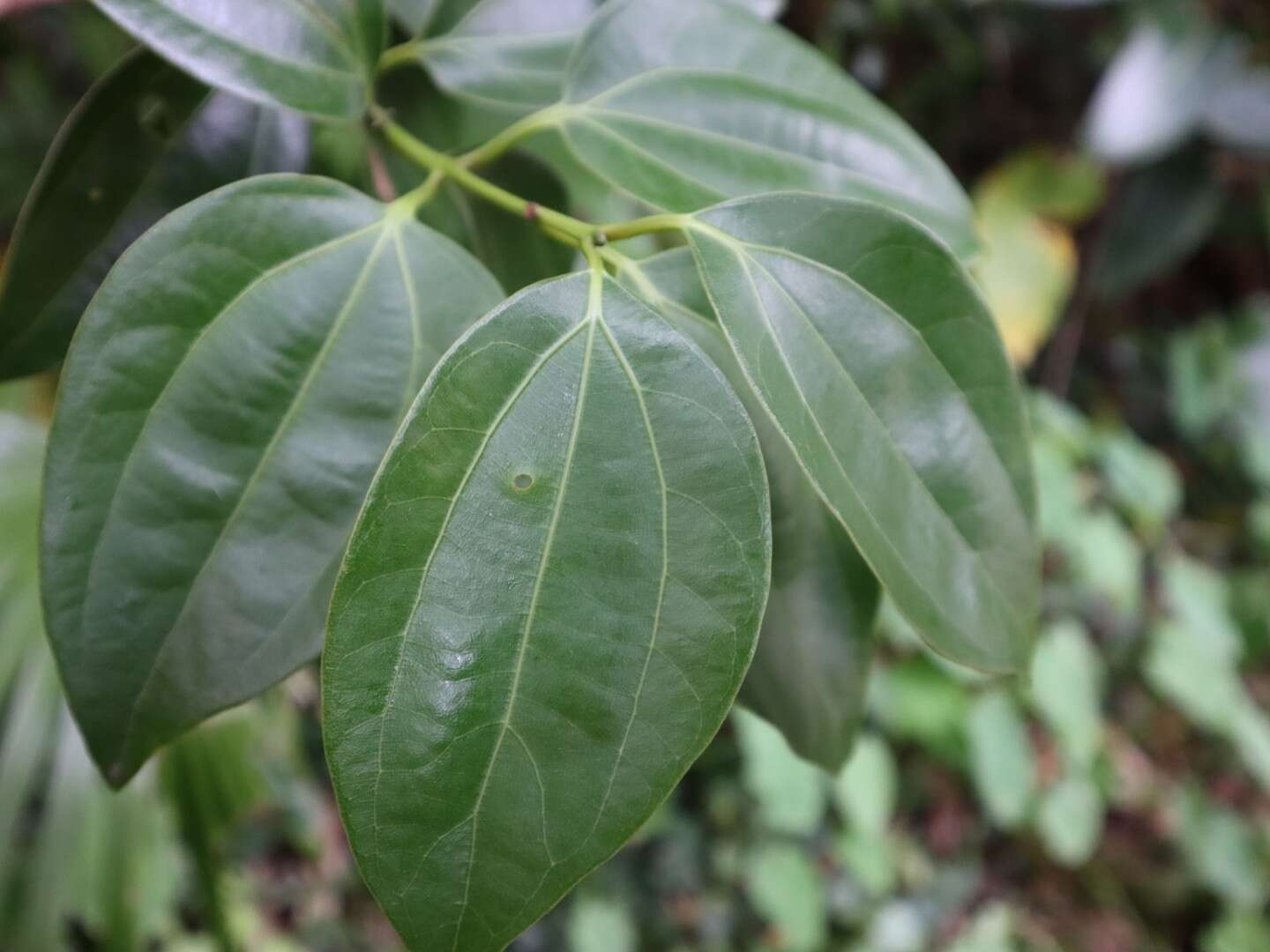 Image of Cinnamomum kotoense Kaneh. & Sasaki