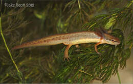 Image of Striped Newt