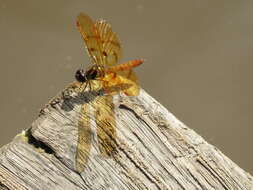 Image of Perithemis lais (Perty 1834)