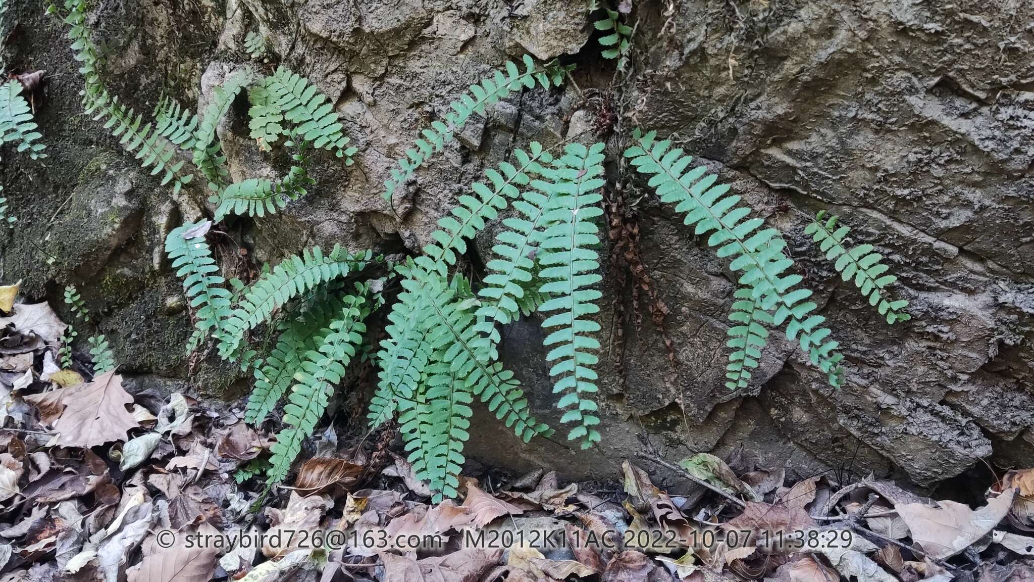 Plancia ëd Polystichum craspedosorum (Maxim.) Diels