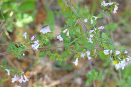 Image of lesser calamint