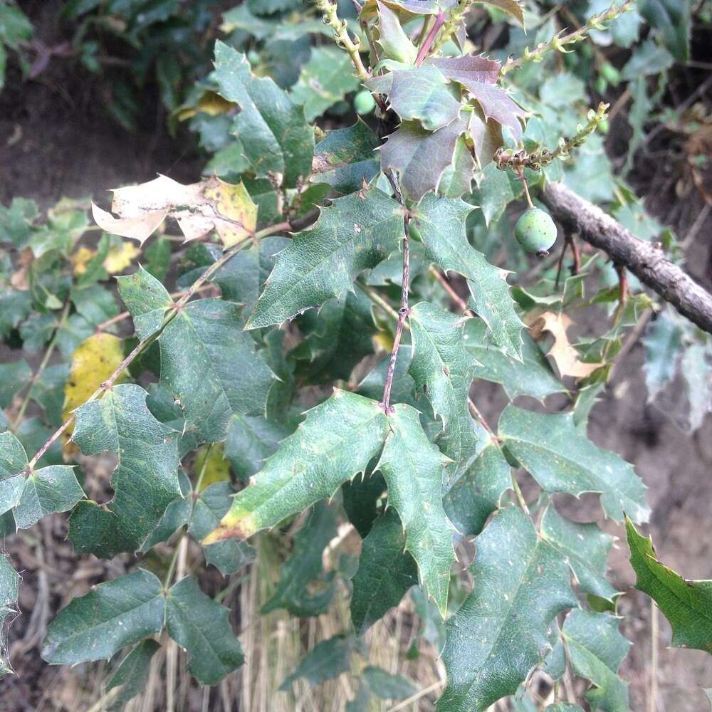 Image of Berberis moranensis Schult. & Schult. fil.