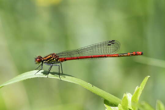 Image of Greek red damsel