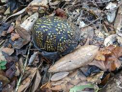 Image of Gulf Coast box turtle