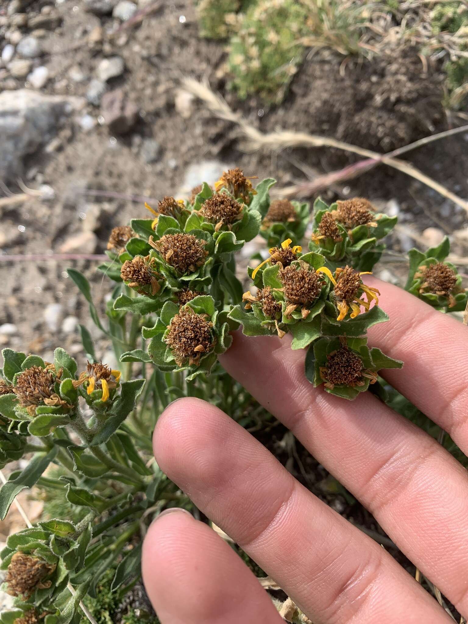 Image of pygmy goldenweed