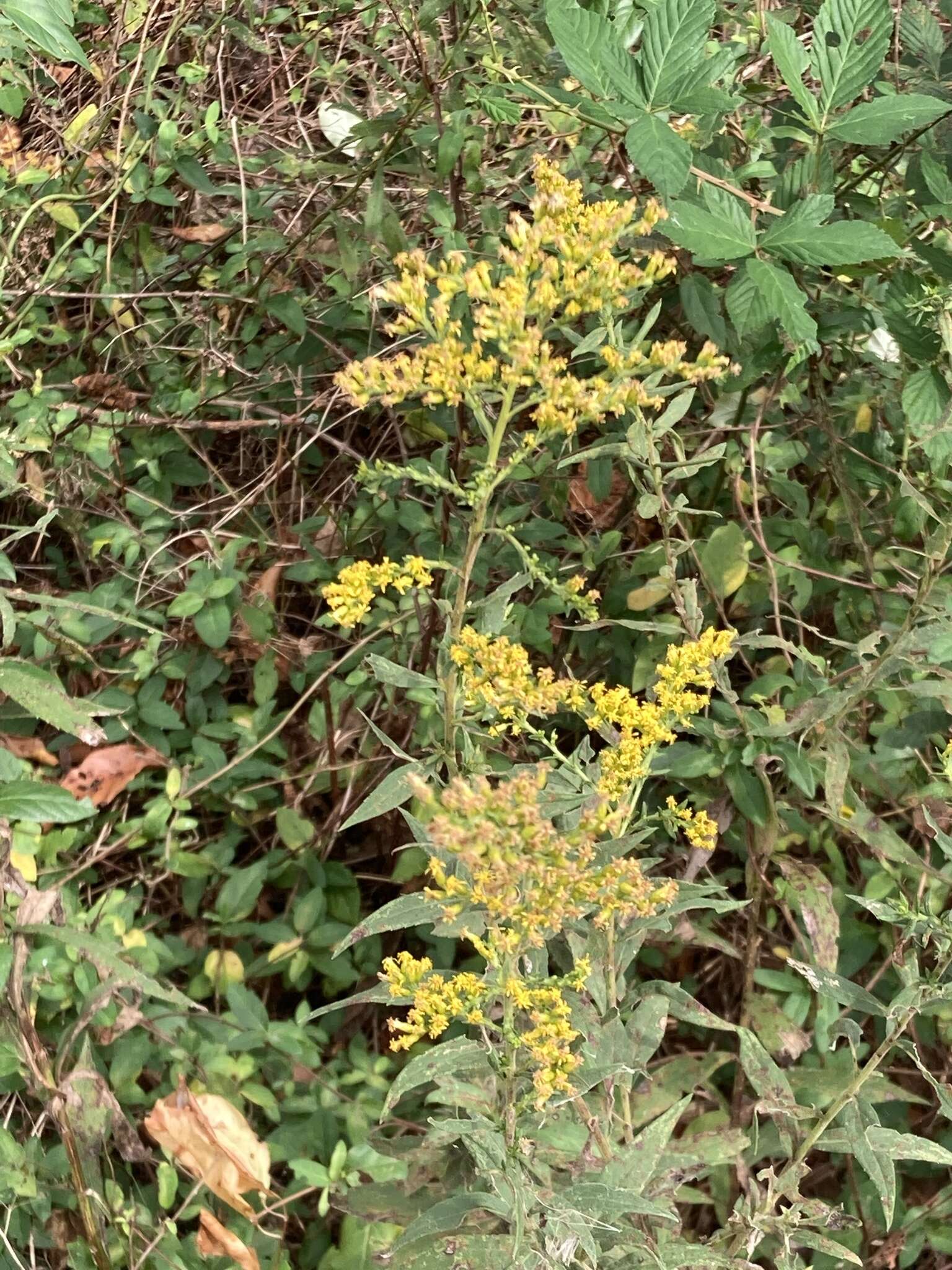 Solidago rugosa var. sphagnophila C. Graves resmi