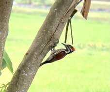 Image of Lesser Crimson-backed Flameback