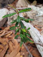 Image of Phebalium graniticola I. Telford & J. J. Bruhl