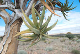 Image of Quiver tree