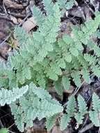 Image of Eaton's lipfern