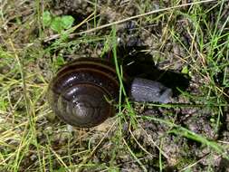 Image of Helminthoglypta sequoicola (J. G. Cooper 1866)