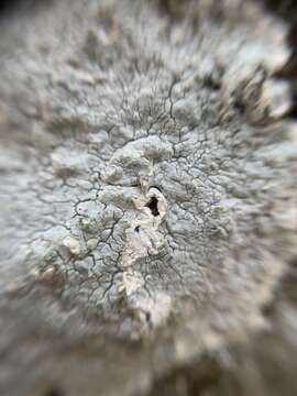 Image of disk lichen