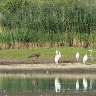 Image of Black Stork