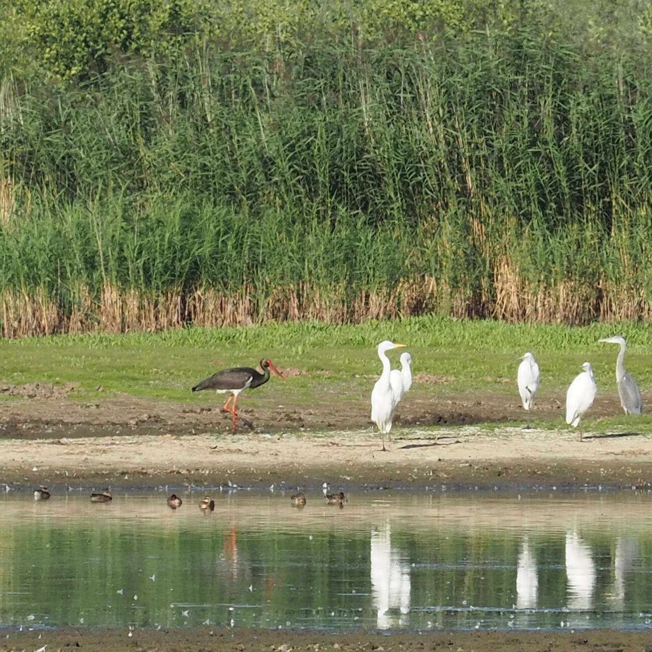 Image of Black Stork