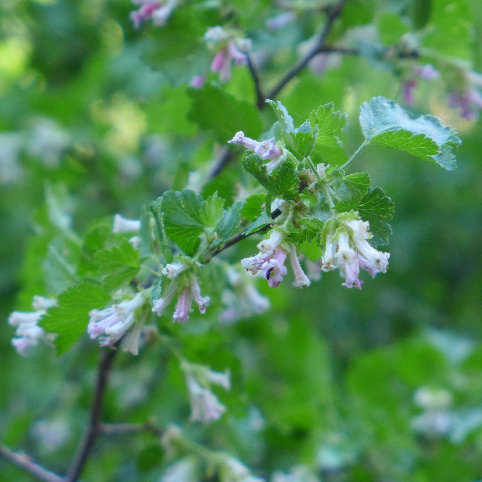 Image of wax currant