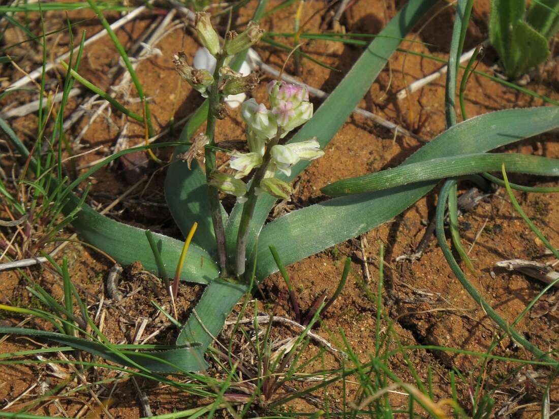 Image of Bellevalia nivalis Boiss. & Kotschy