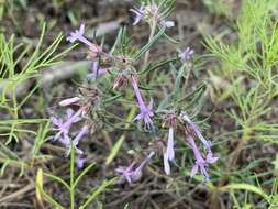 Image of manyflowered ipomopsis