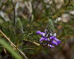 Plancia ëd Dalea elegans Hook. & Arn.