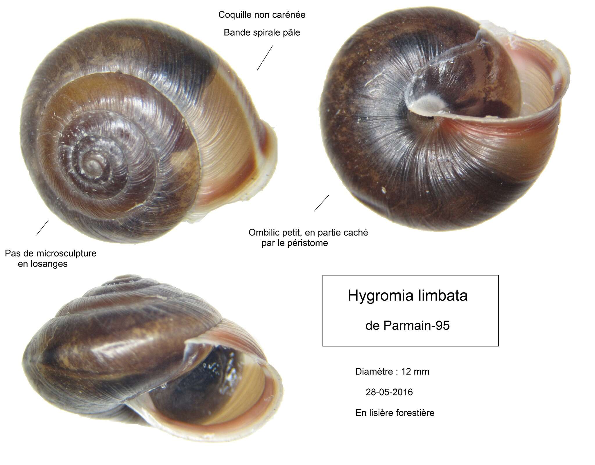 Image of Hygromia limbata (Draparnaud 1805)