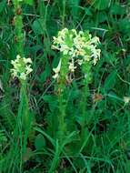 Image of Pedicularis ascendens Schleicher ex Gaudin