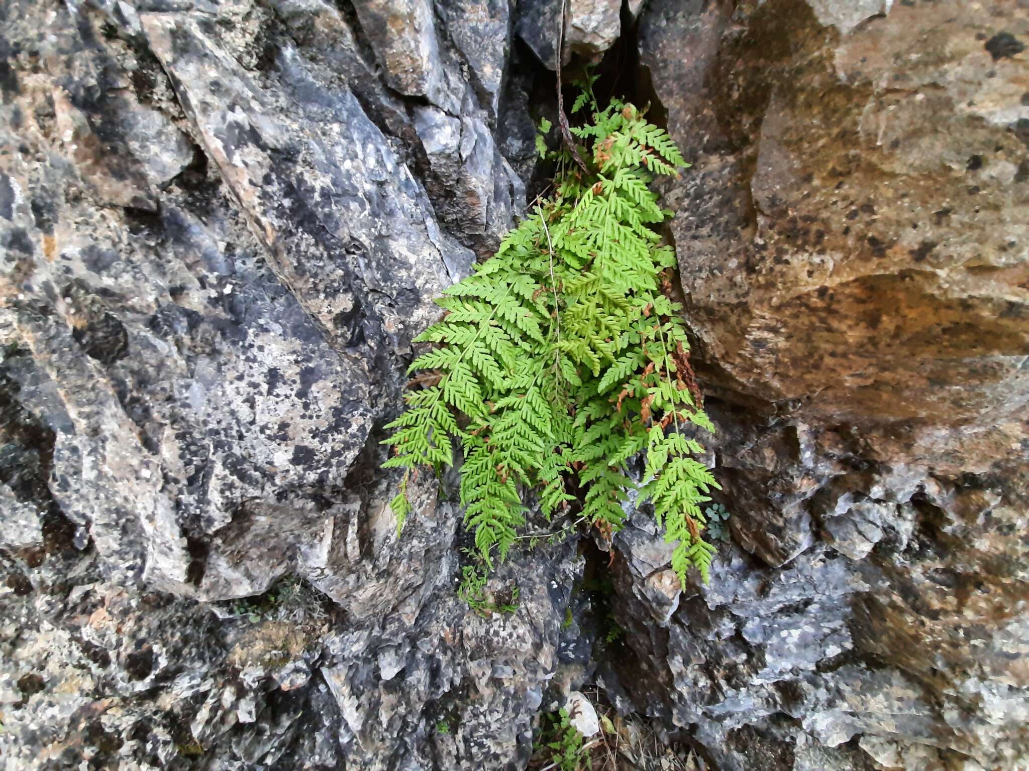 Image of Woodsia fragilis (Trev.) Moore