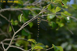 Image of Anotogaster sieboldii (Selys 1854)