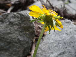 صورة Helianthella californica A. Gray