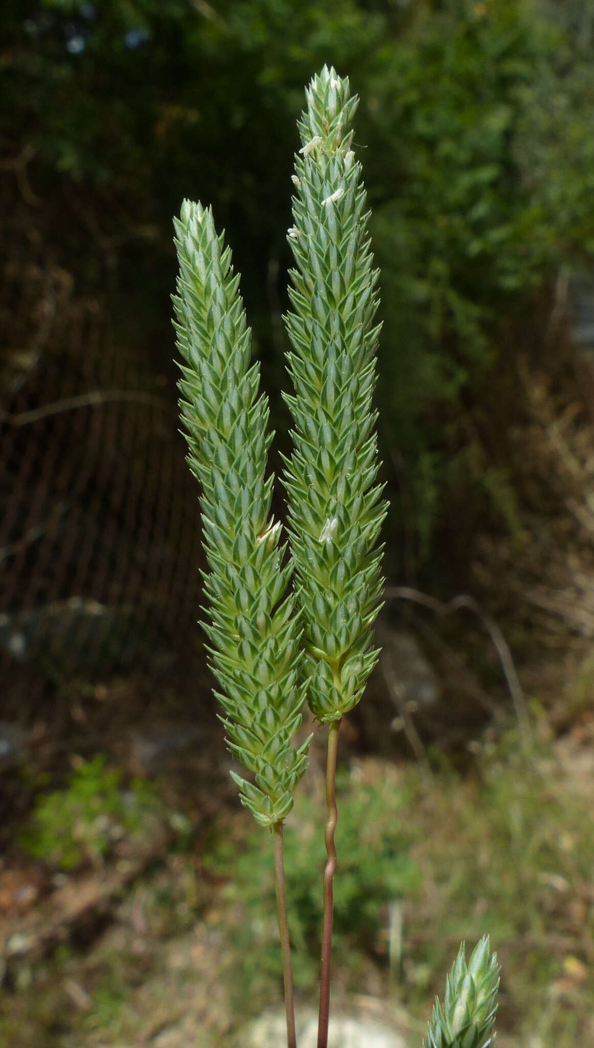 Plancia ëd Phleum subulatum (Savi) Asch. & Graebn.