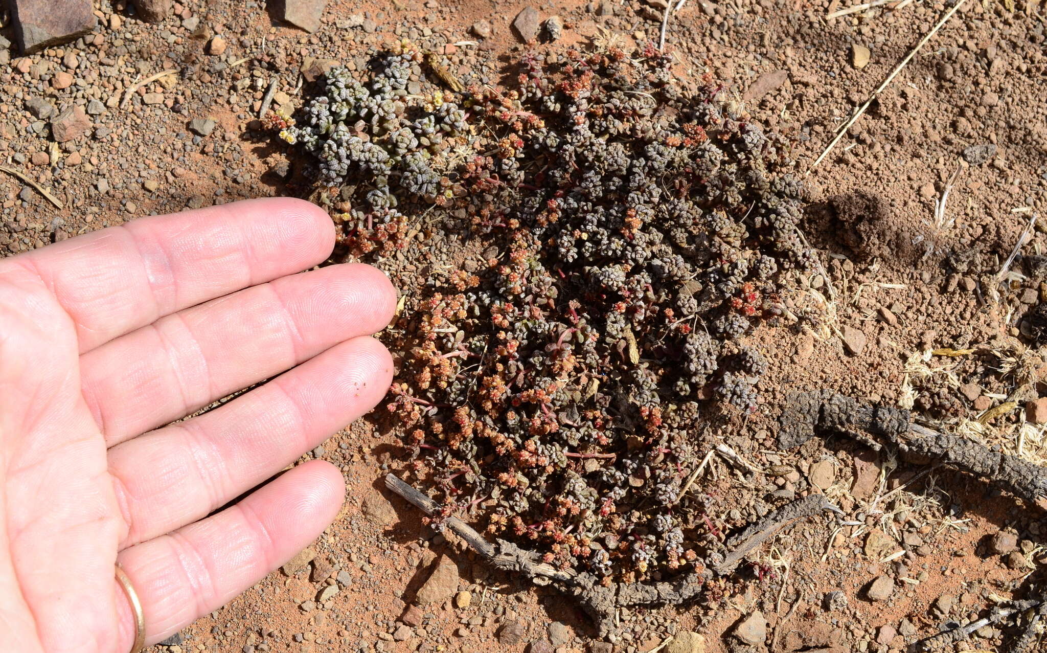 Image of Crassula corallina Thunb.