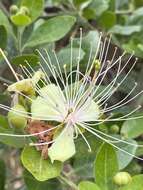 Image of African caper