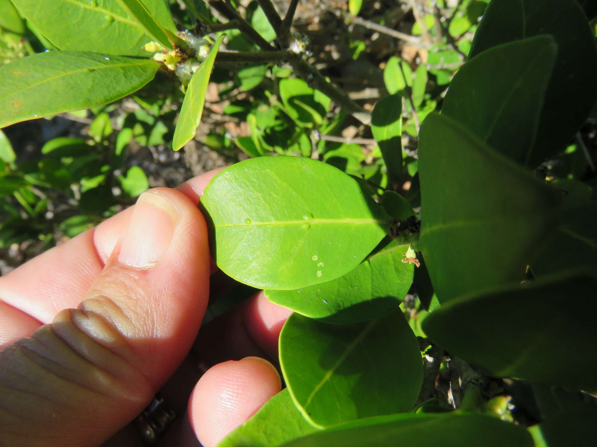 Image of Chionanthus foveolatus subsp. foveolatus