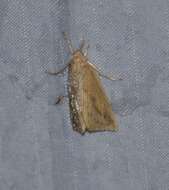 Image of Sugarcane borer moth