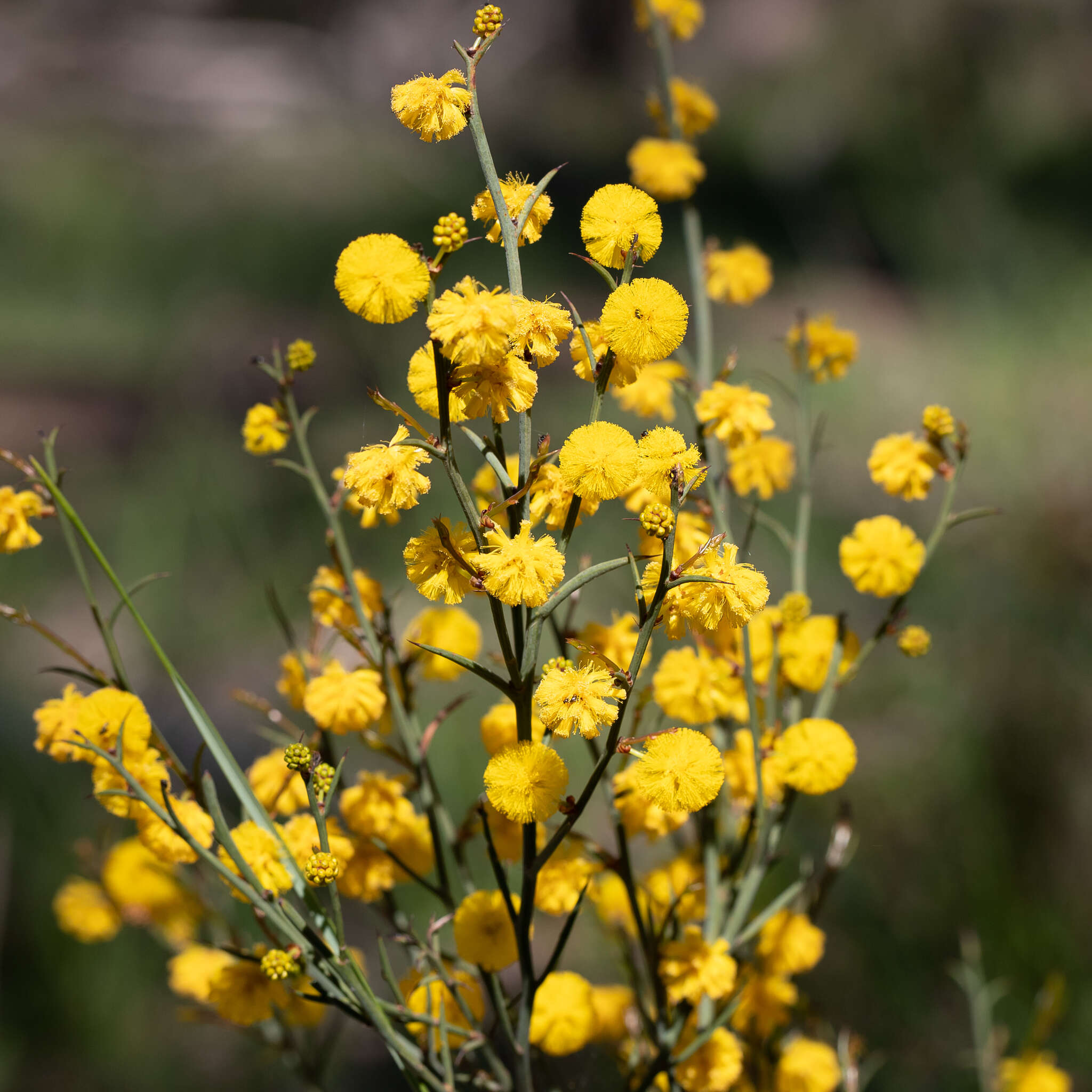 Image de Acacia continua Benth.