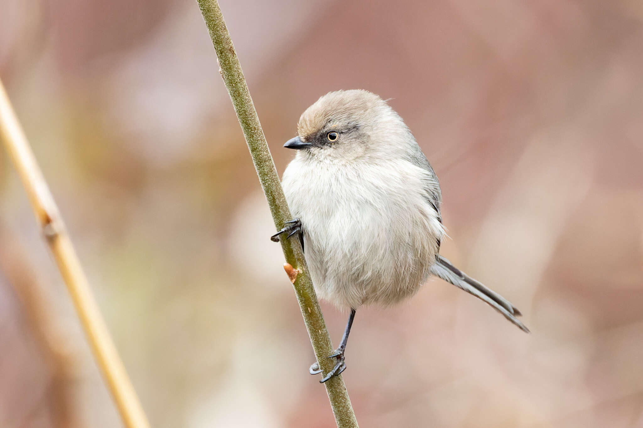 Psaltriparus minimus saturatus Ridgway 1903的圖片