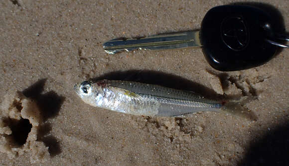 Image of Common hardyhead