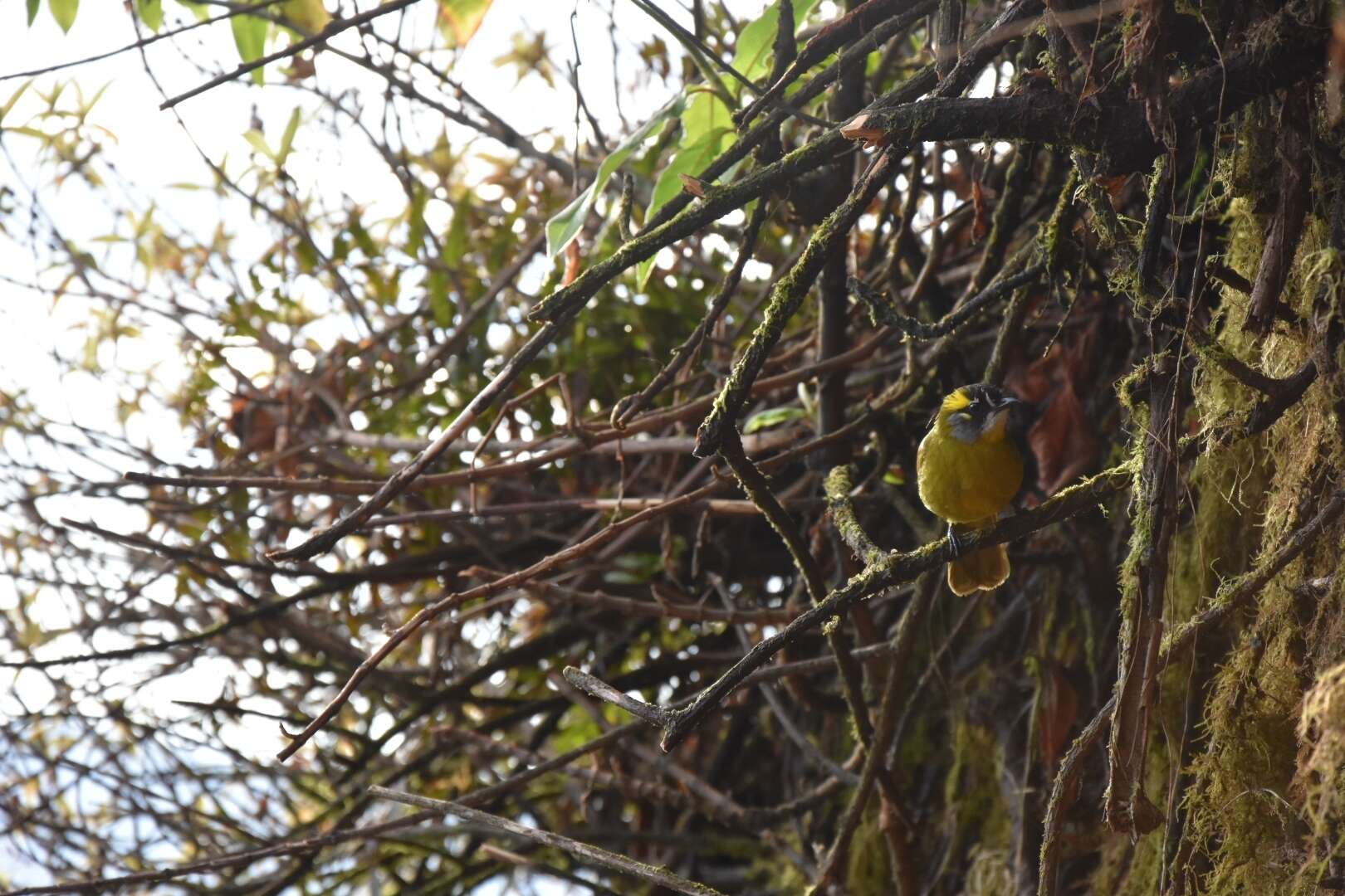 Image of Yellow-eared Bulbul