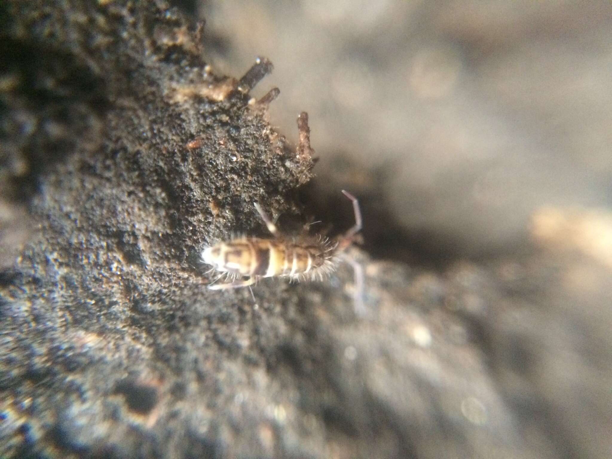 Image of hairy-back girdled springtail